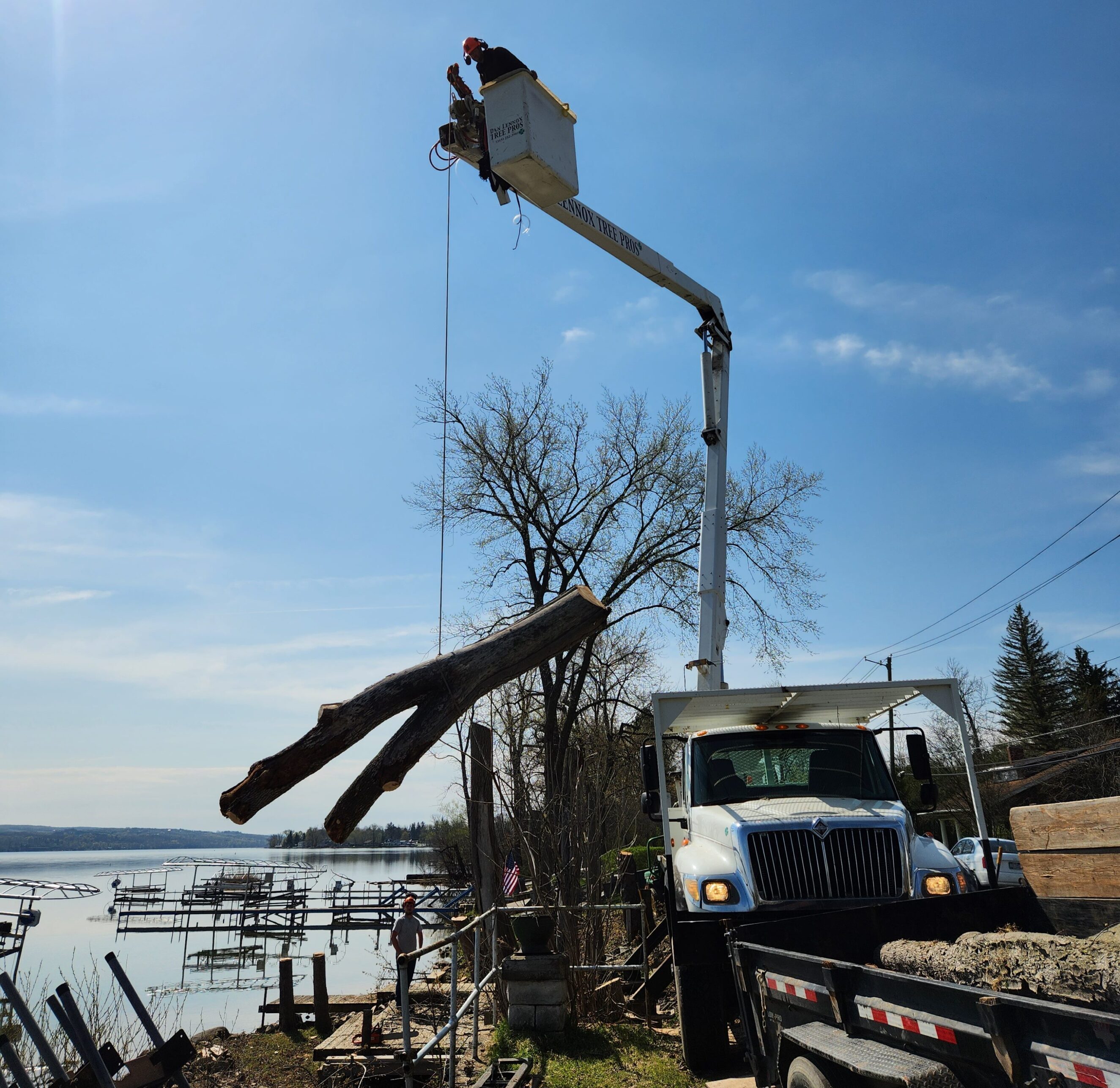 Tree Removal